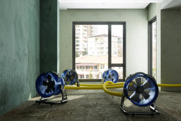 Best Professional water damage repair  in Salineville, OH