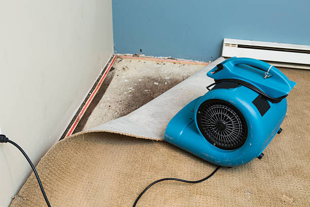 Best Water damage cleanup near me  in Salineville, OH
